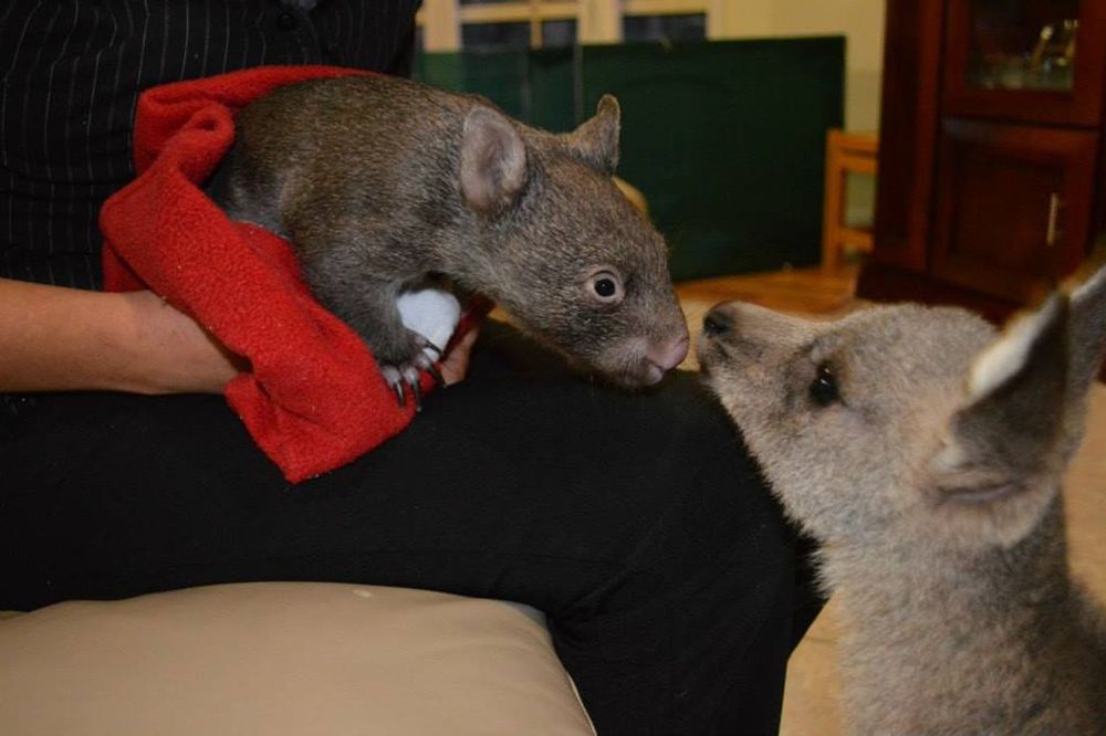 wombat in a red blanket facing a smaller wombat with a curious expression
