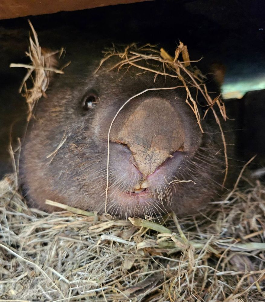 wombat peeking out from hay with grass on its head and a curious expression