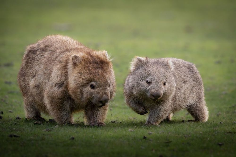 two wombats walking together on green grass (credit: The Wilderness Society)