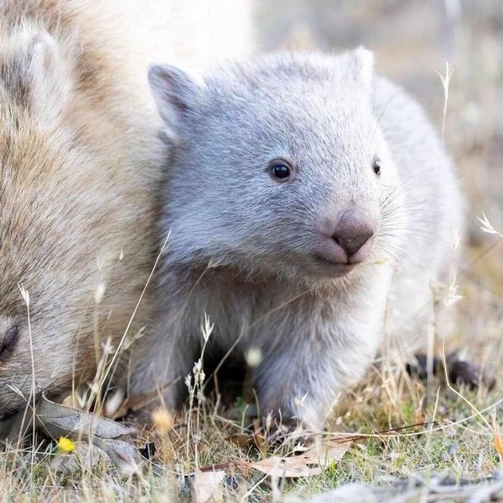 a baby wombat exploring among grass and leaves while snuggling close to an adult wombat