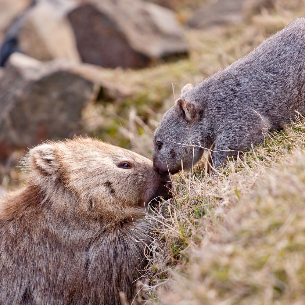 two wombats touching noses in a grassy area with rocks in the background