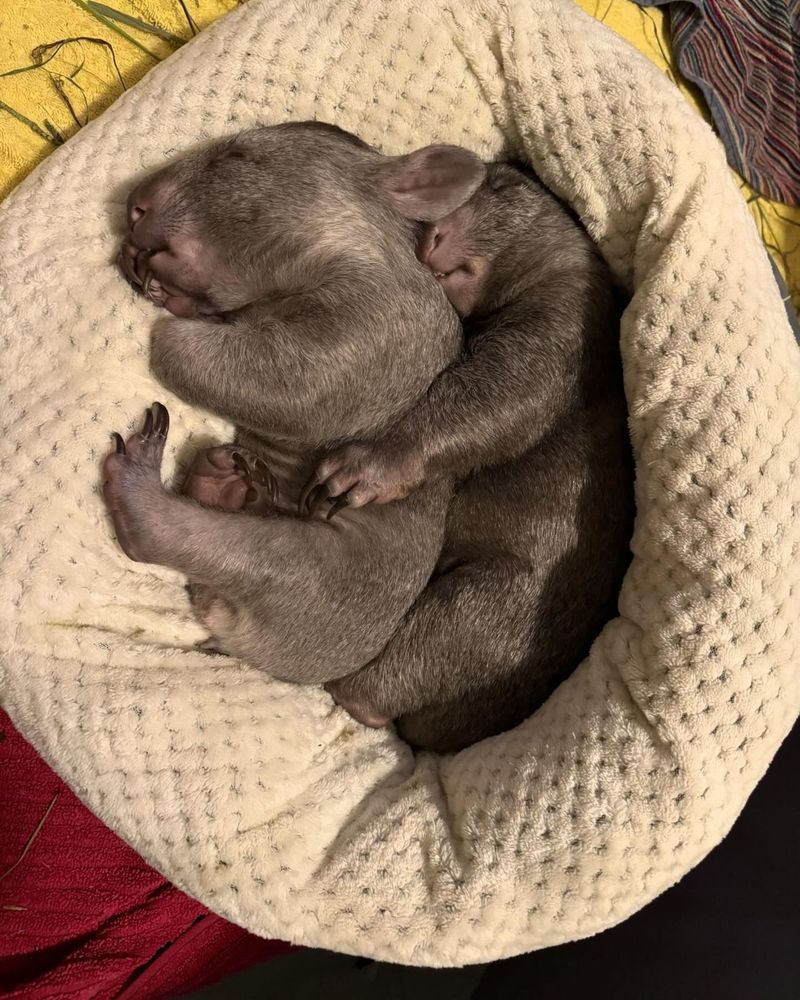 two wombats curled up together in a soft bed looking very sleepy and adorable