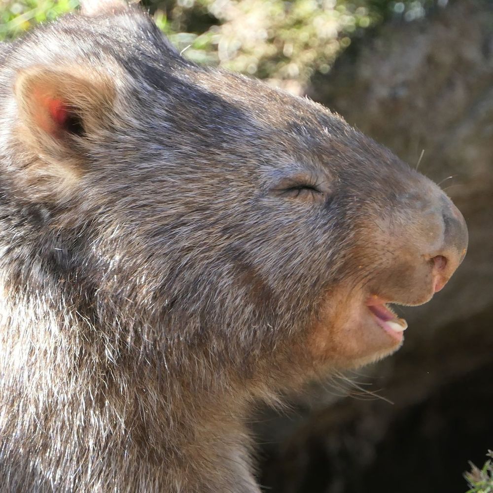 wombat smiling with closed eyes and soft fur in natural setting (credit: act_wildlife)