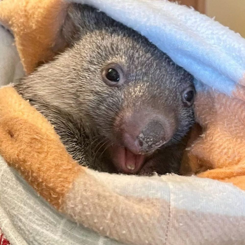 wombat peeking out of a soft blanket with a happy expression