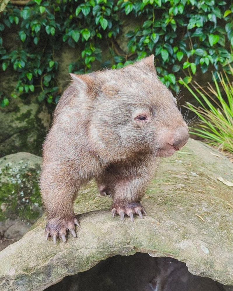 wombat standing on a rock with green foliage in the background (credit: Shoalhaven Zoo)