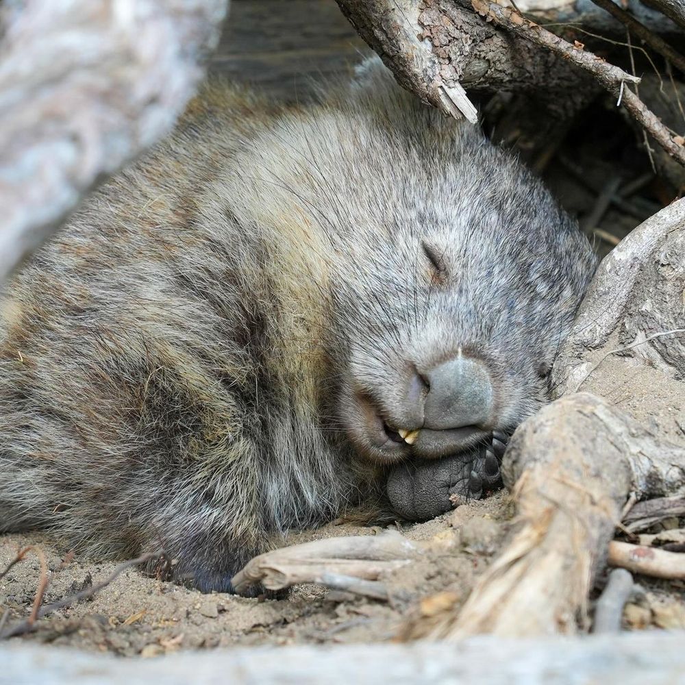 wombat sleeping peacefully nestled among branches (credit: takumiko)