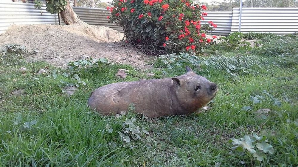 a wombat lounging on green grass near flowering bushes in a sunny area