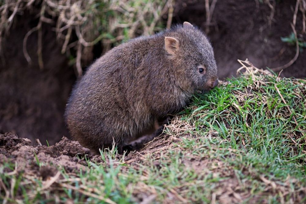 wombat sniffing around grassy ground near its burrow entrance