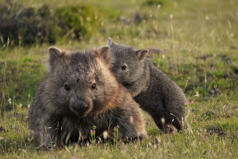 Wombat and its baby playing in a grassy field (credit: simon beggs)