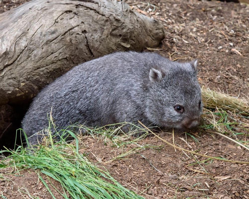 wombat munching on grass near a burrow with a log behind it