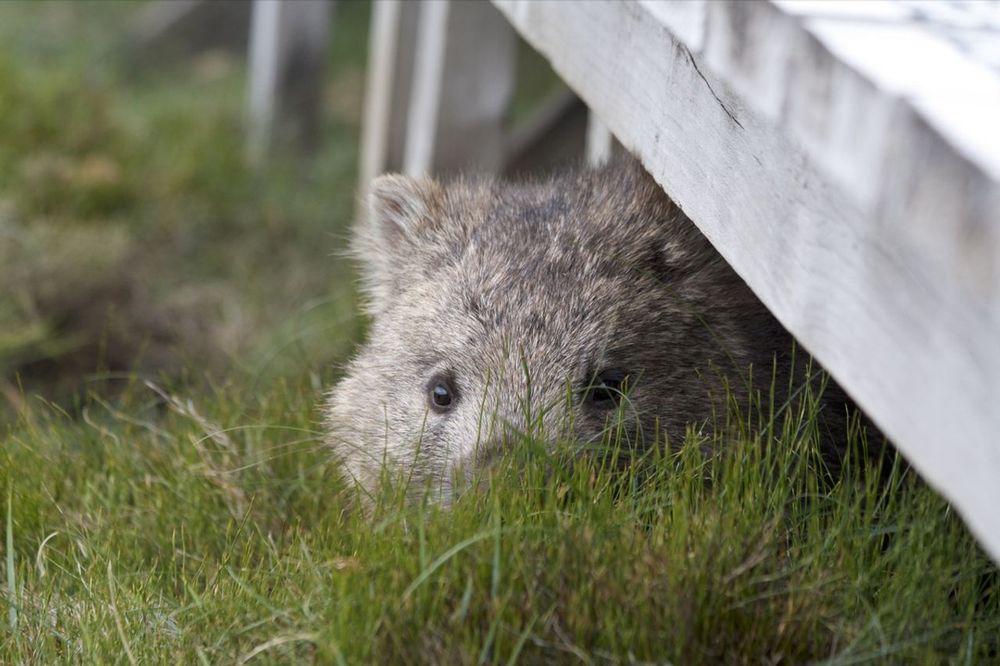 wombat peeking through grass from under a wooden structure with soft fur and curious eyes