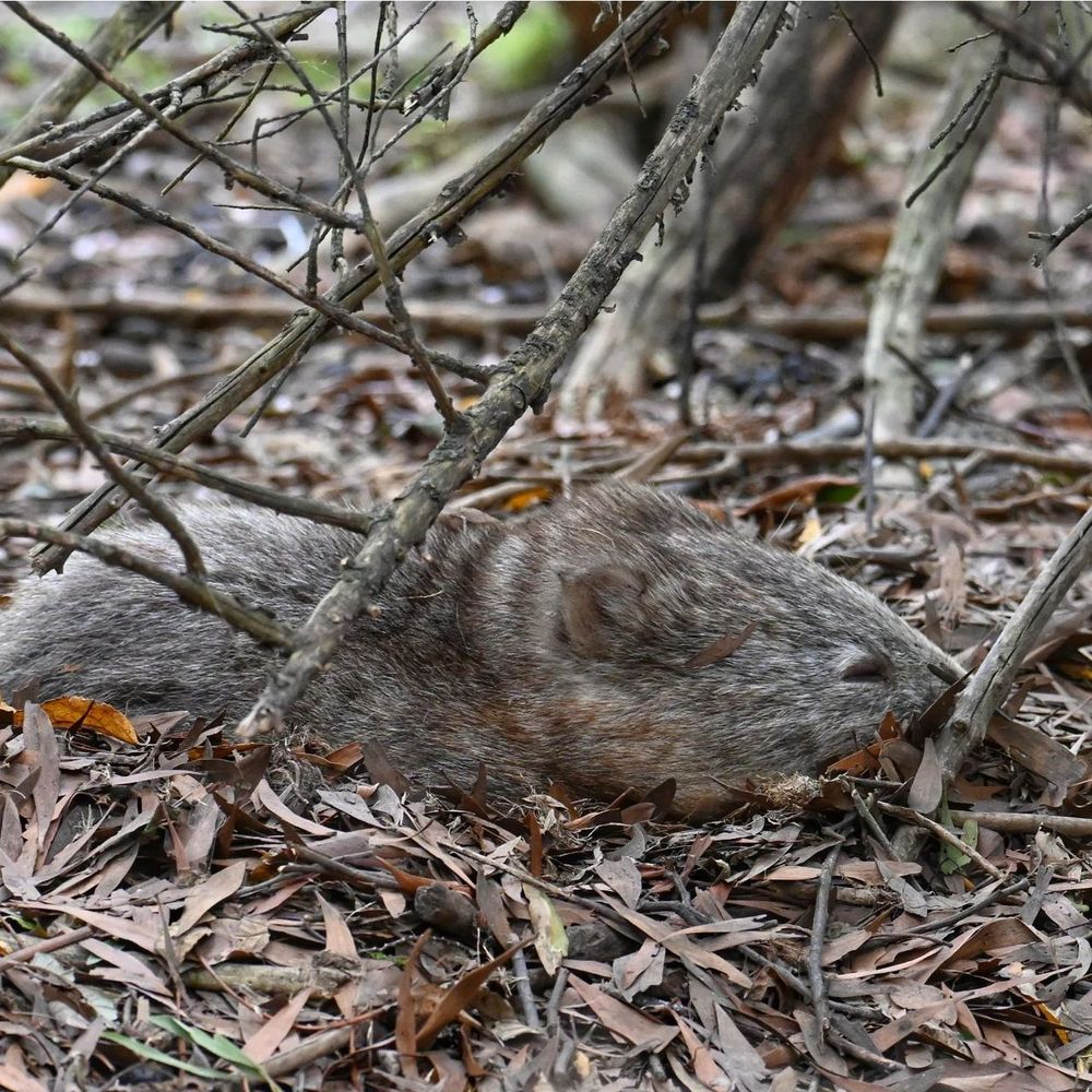 wombat resting among fallen leaves and branches in the forest