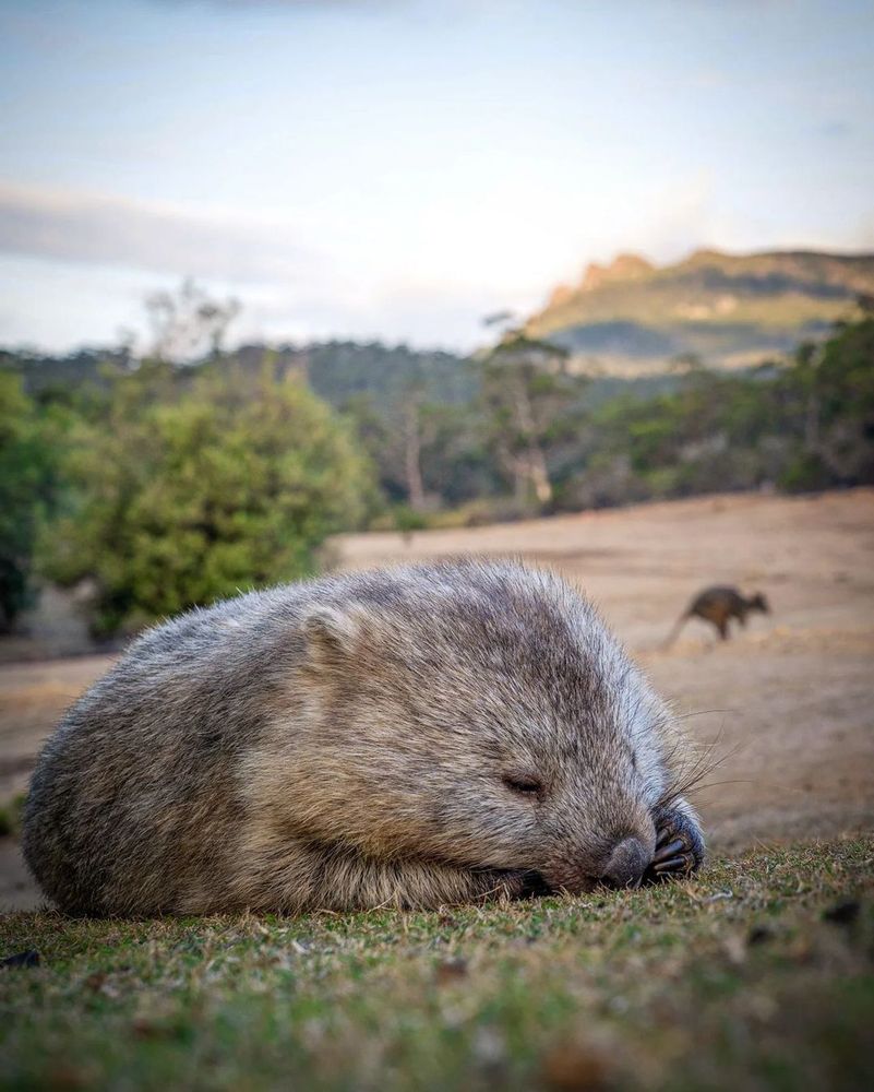 wombat sleeping on grass with mountains in background and a kangaroo nearby