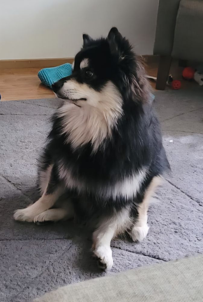 Our dog sitting in funny way, looking to the side