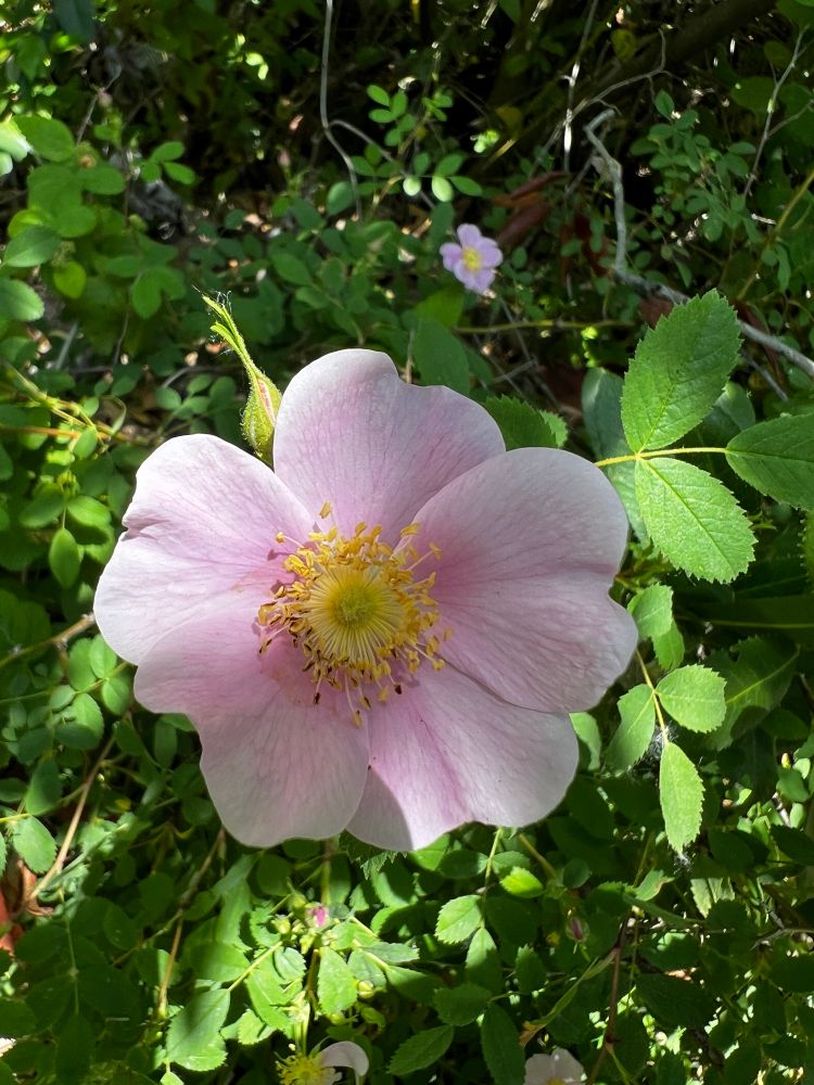 Wild rose