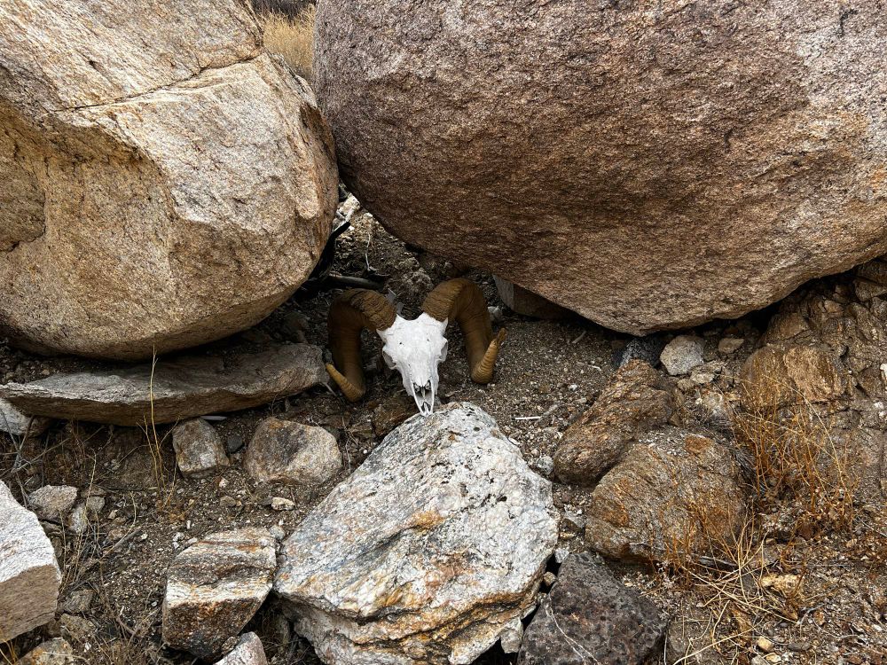 A bighorn sheep skull at rest under boulders. 