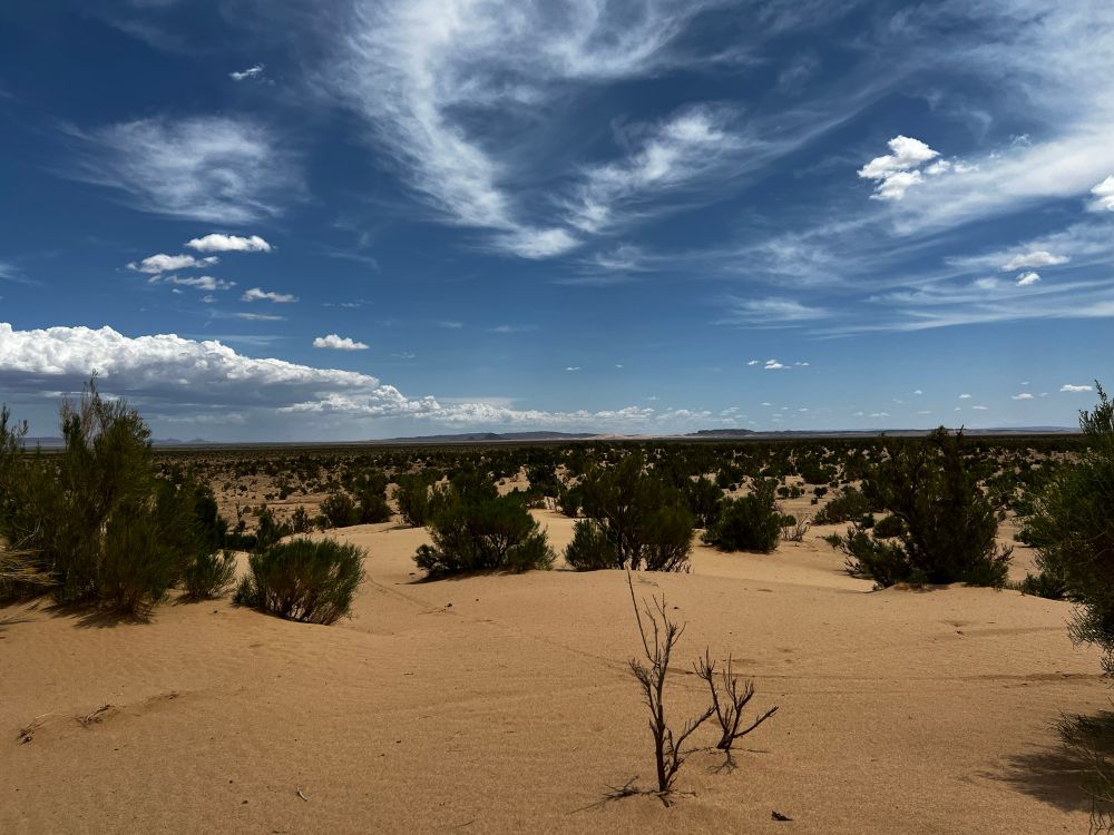 Saxaul shrubs in the Gobi Desert