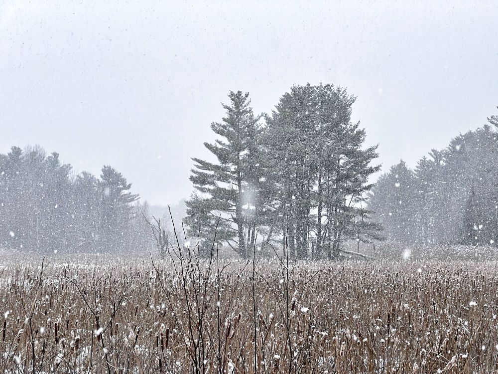 A heavy snowfall over a field of cat tails.