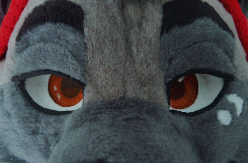 A fox staring attentively into your eyes.