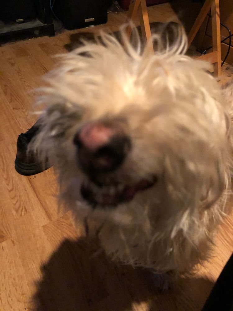 Charlie, a terrier mix, looking like a mop with teeth