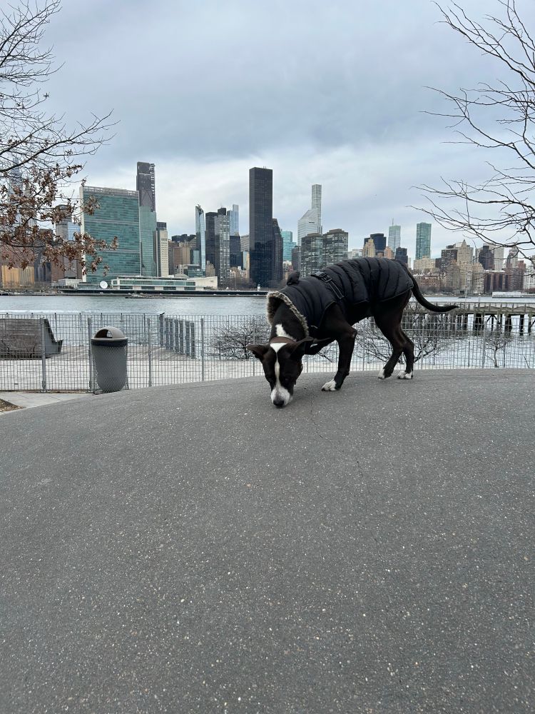 A chocolatey pittie relishes her alone time at a local dog park. She sniffs around a hill as the Manhattan skyline stands in the background.  