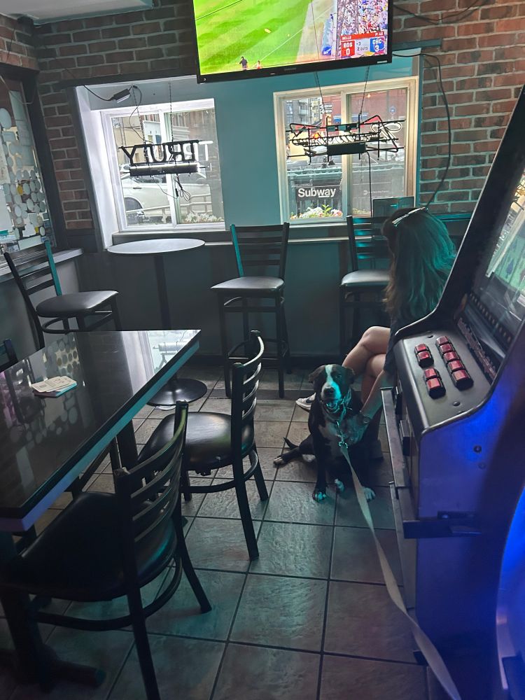 A chocolatey pittie with a white stripe down her forehead, hanging at PJ Leahy's, stares into the camera as if to tell me to fuck off. 