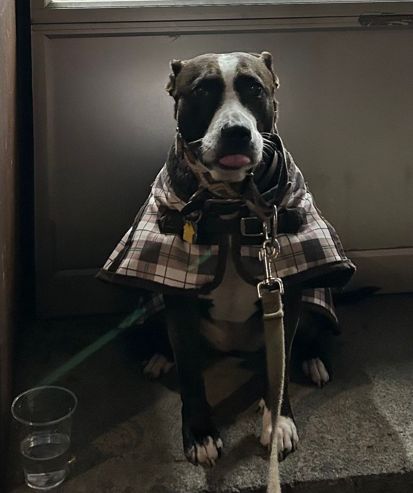 A chocolatey pittie sticks her tongue out at the camera while sweeting her plaid jacket.