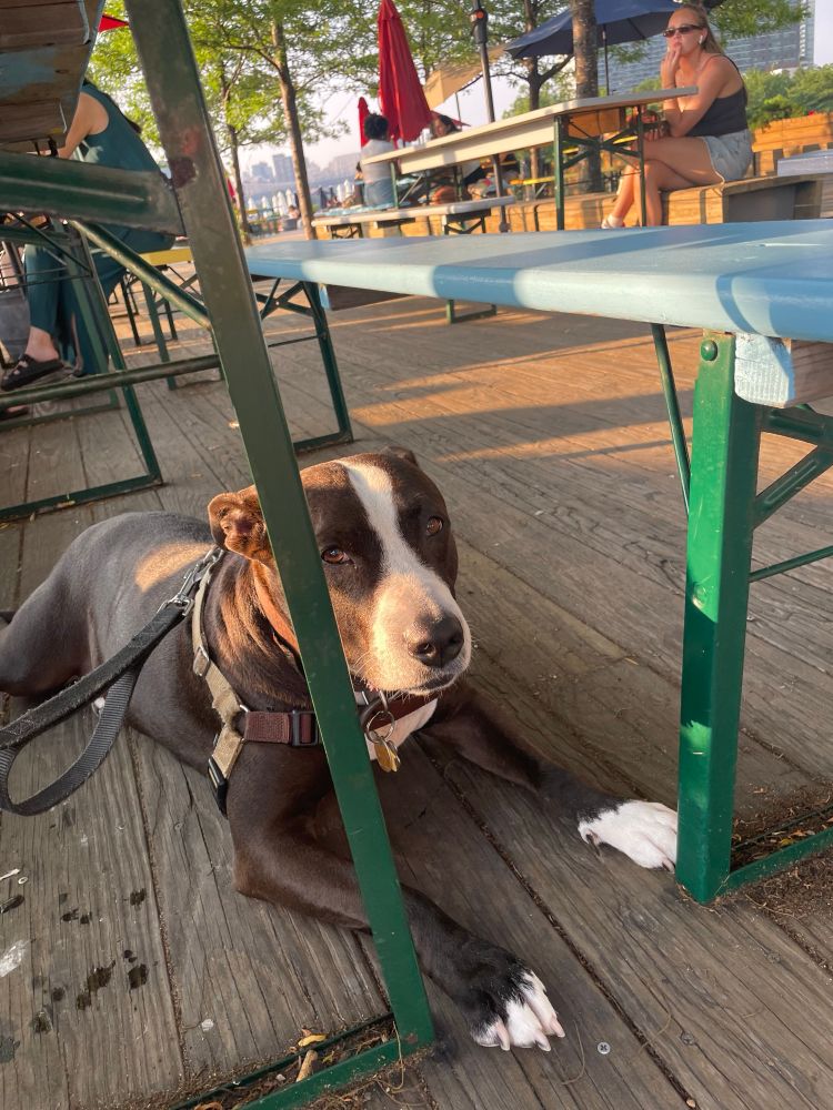 A chocolatey pittie hides from the summer heat under a park bench.