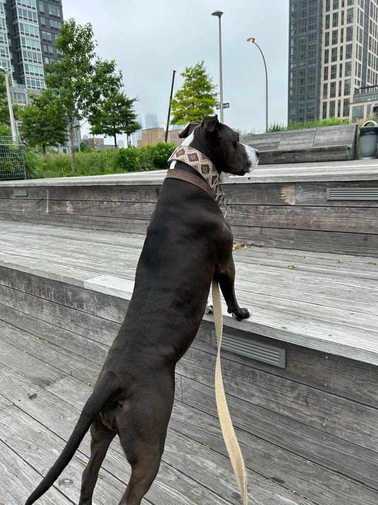 A chocolatey pittie stands on a step overlooking a park.