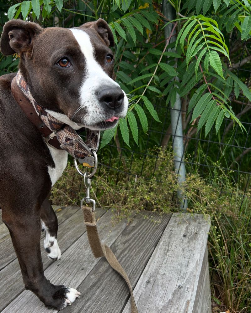 A beautiful Chocolatey Pittie (with her famous white stripe running down her adorable forehead) sticks her tongue out at the camera while she stands in front of some plants and trees in a park in Queens.