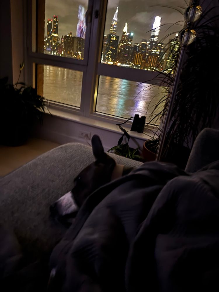 A chocolatey pittie snuggles under a blanket on her couch while the NYC skyline shines in the background.