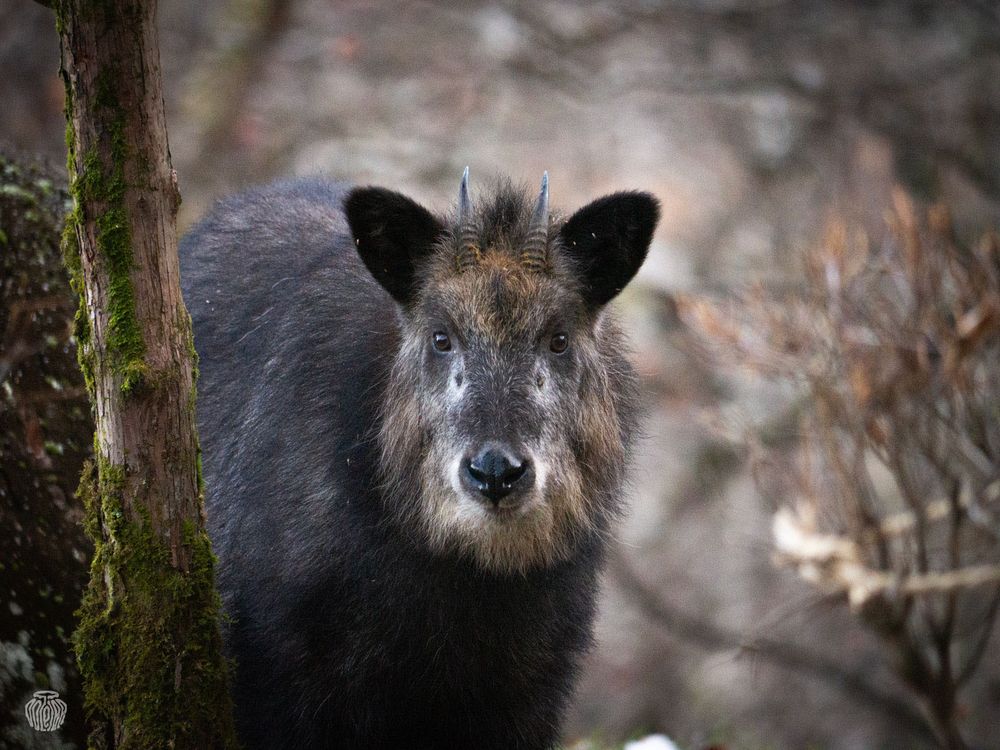 Headshot of a Japanese Serow (Capricornis Crispus) looking at the camera.
