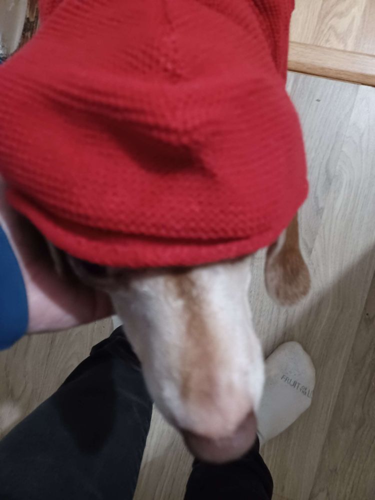 my dog, finn, in a red dog hoodie. most of his face is covered, only showing his large snout. it is very cute.