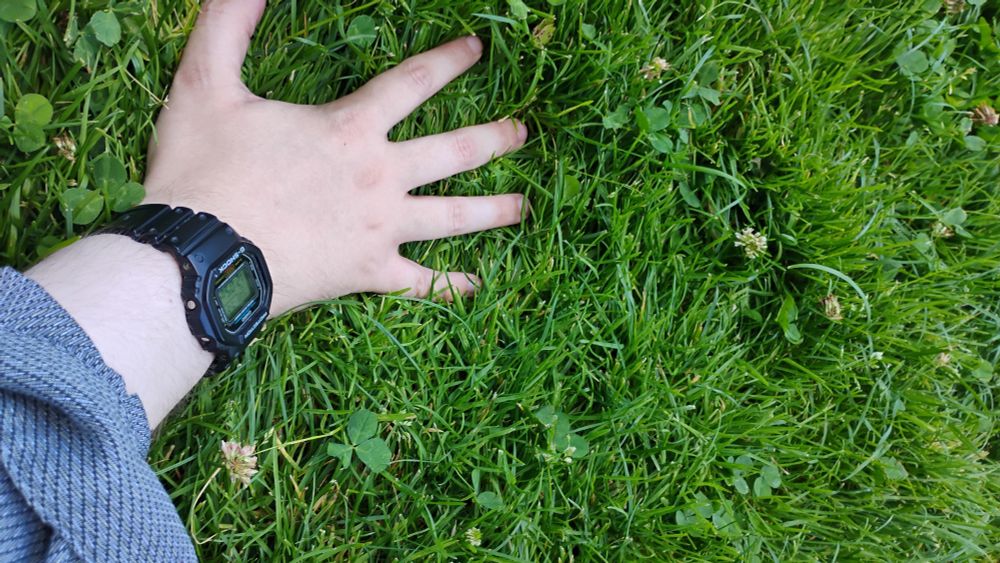 My hand, touching grass (and clover).