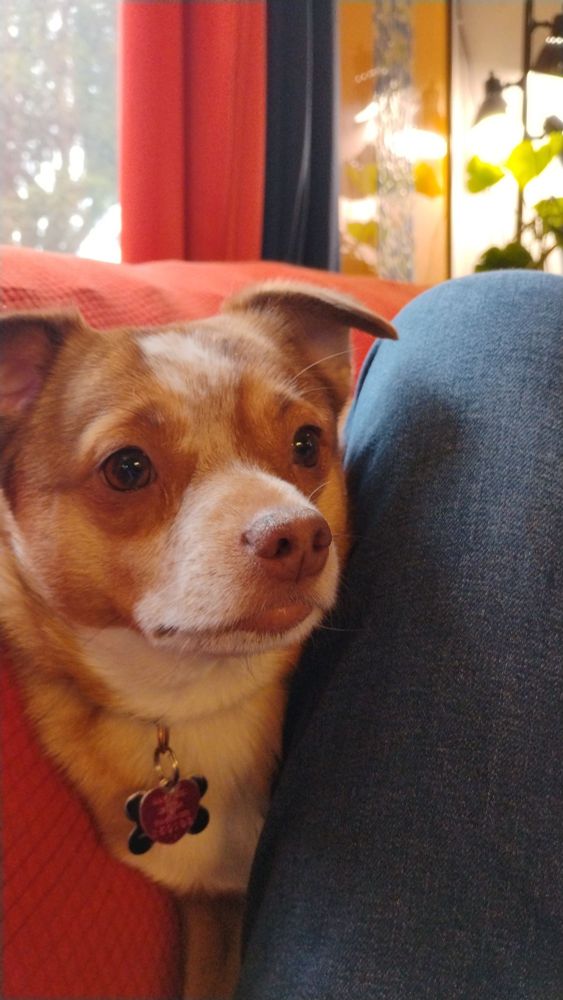 A small brown and white mixed breed dog wedged between my leg and the back of the couch, a worried expression on his face.