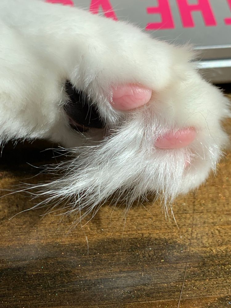 Photo of a cat’s perfect, pink toes with a spur of white fur.