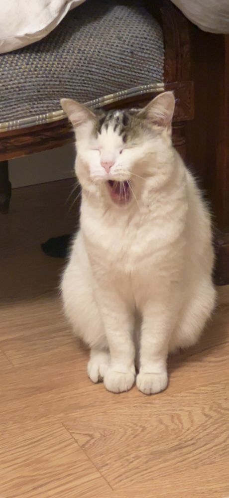 Benji, a white cat with a grey and black fringe, in the middle of a big yawn looking silly.