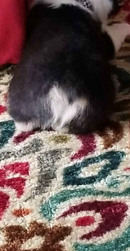 Puppy Gibson's booty. He's a tri colored corgi and there is a blonde heart shape on his booty surrounded by black fur