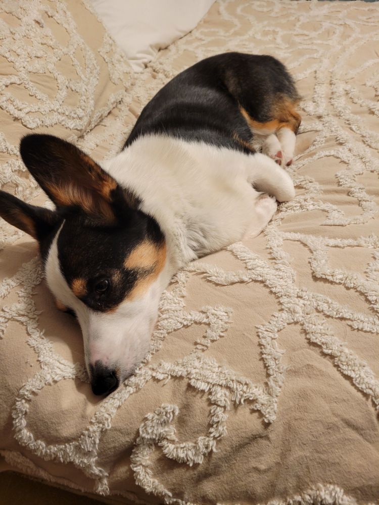 Gibson, a tri colored corgi, laying on top of the duvet passed the fluff out. Who knew playing with your 20 month old human cousin could be so tiring??