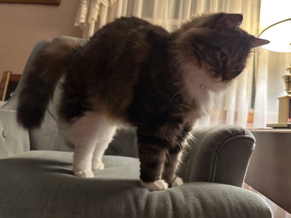 Mr. Kitty as he gets up from a nap and does a little stretch. Isn’t he just a little buddy! 