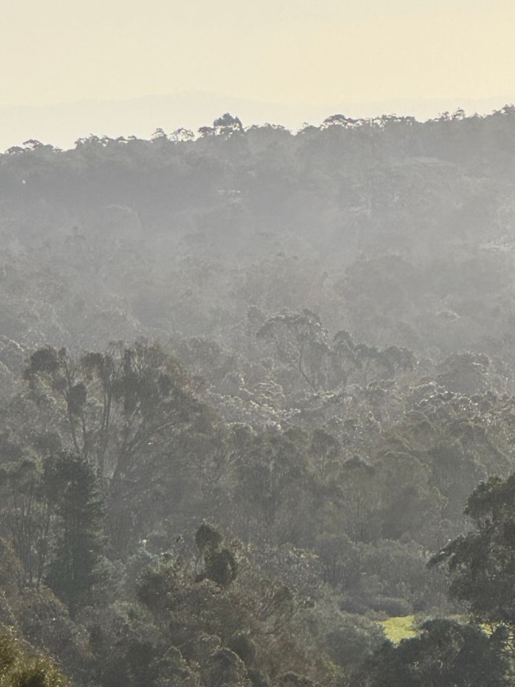 looking out through the seabreeze across the eucalypts that creates a haze