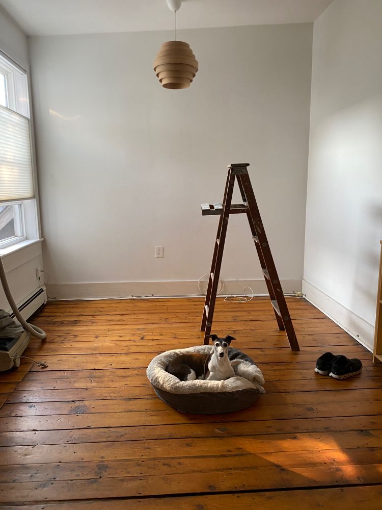 Buddy the dog in an emptied room in his dog bed.  A ladder behind him and shoes beside.  At the edge of frame an Electrolux. 