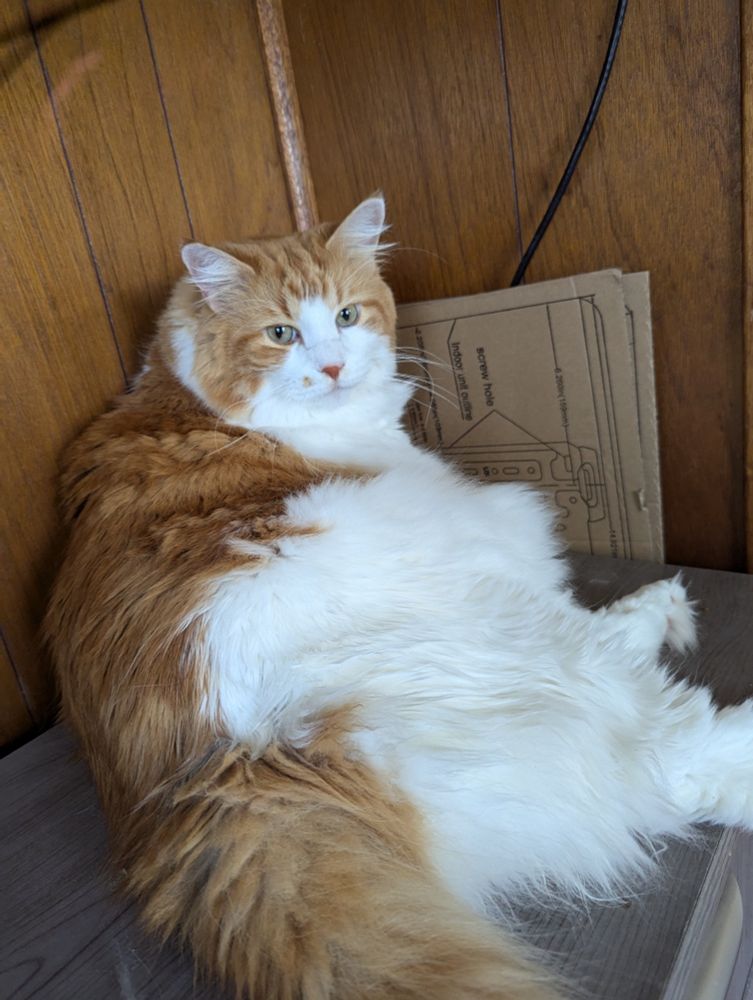 An orange and white cat in a corner