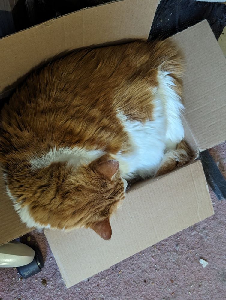 Orange cat in a box