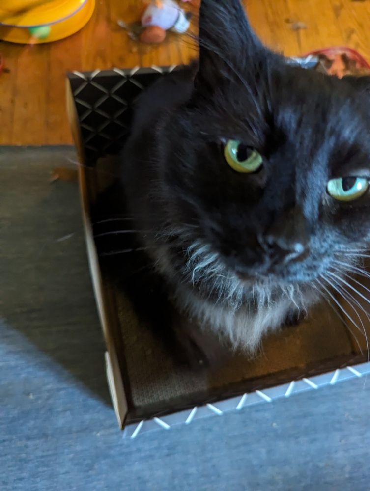 Black cat in a box