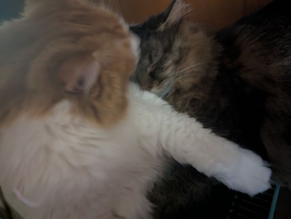 An orange and white cat licking a gray cat