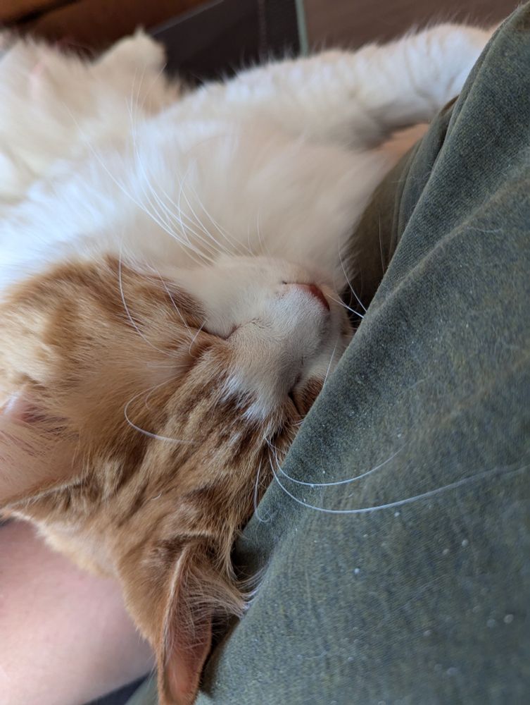 A large cat cuddling on my arm