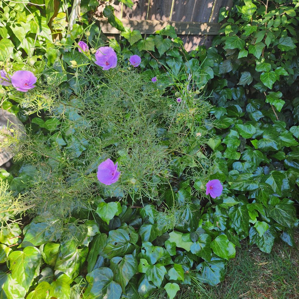 Ivy leaves and an Electric Blue Hibiscus in bloom 