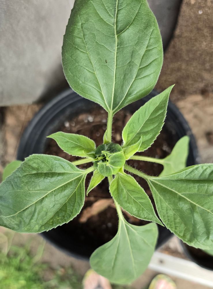A thick nodule that will be a sunflower SO soon! 