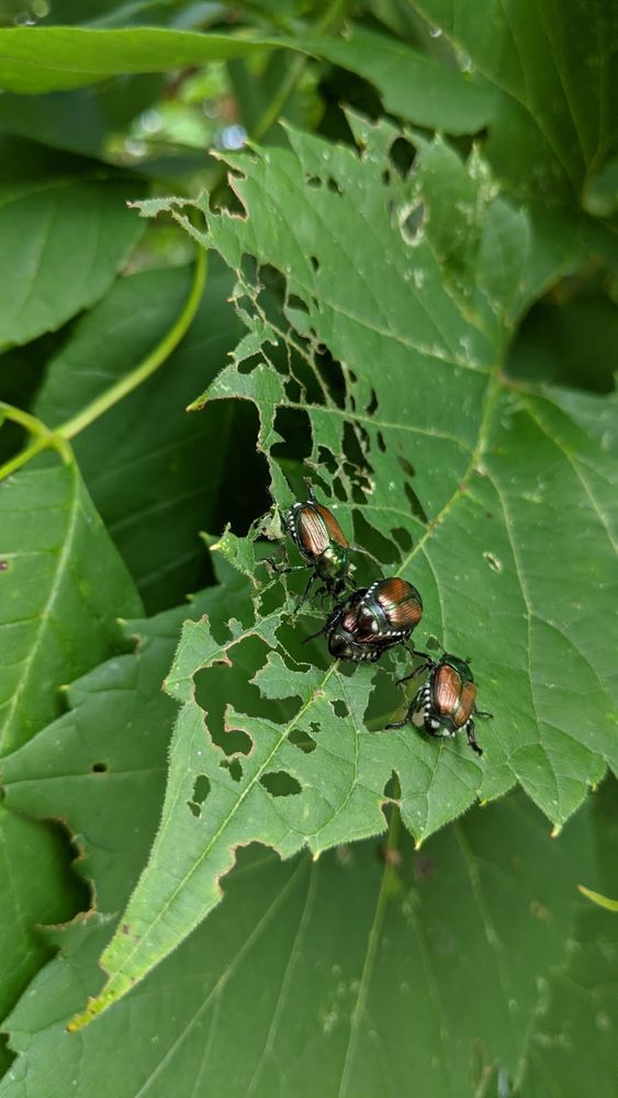 2 Japanese beetles fucking right out in the open while two friends watch. They're on a leaf that they were clearly all eating right before this. 